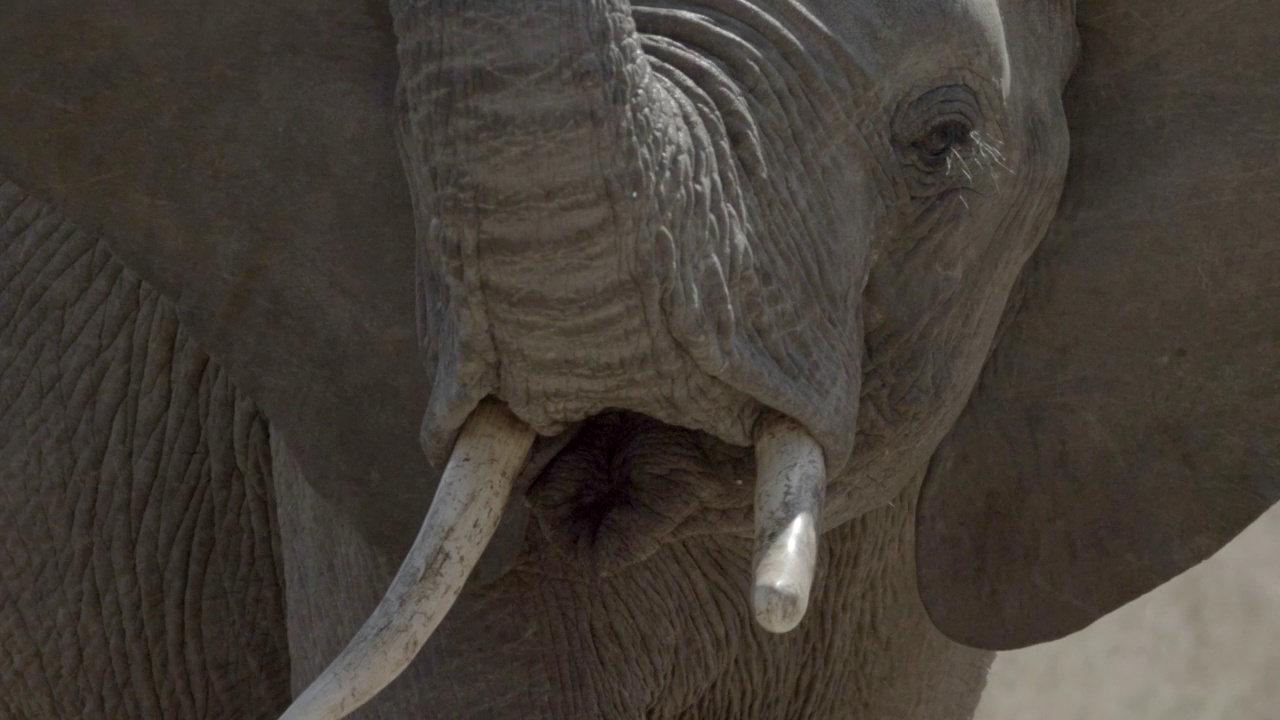 大象的鼻子里有块石头视频素材