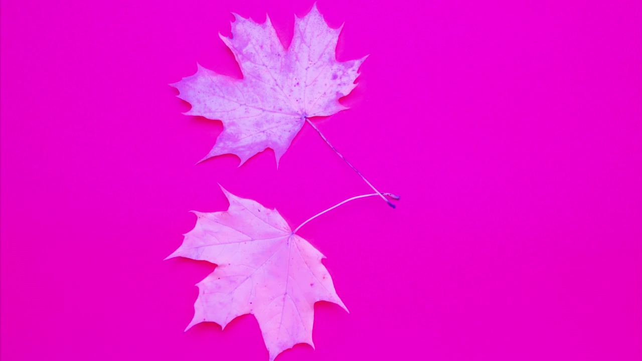 停止运动树叶在一个粉红色的背景在运动，枫叶的背景视频下载
