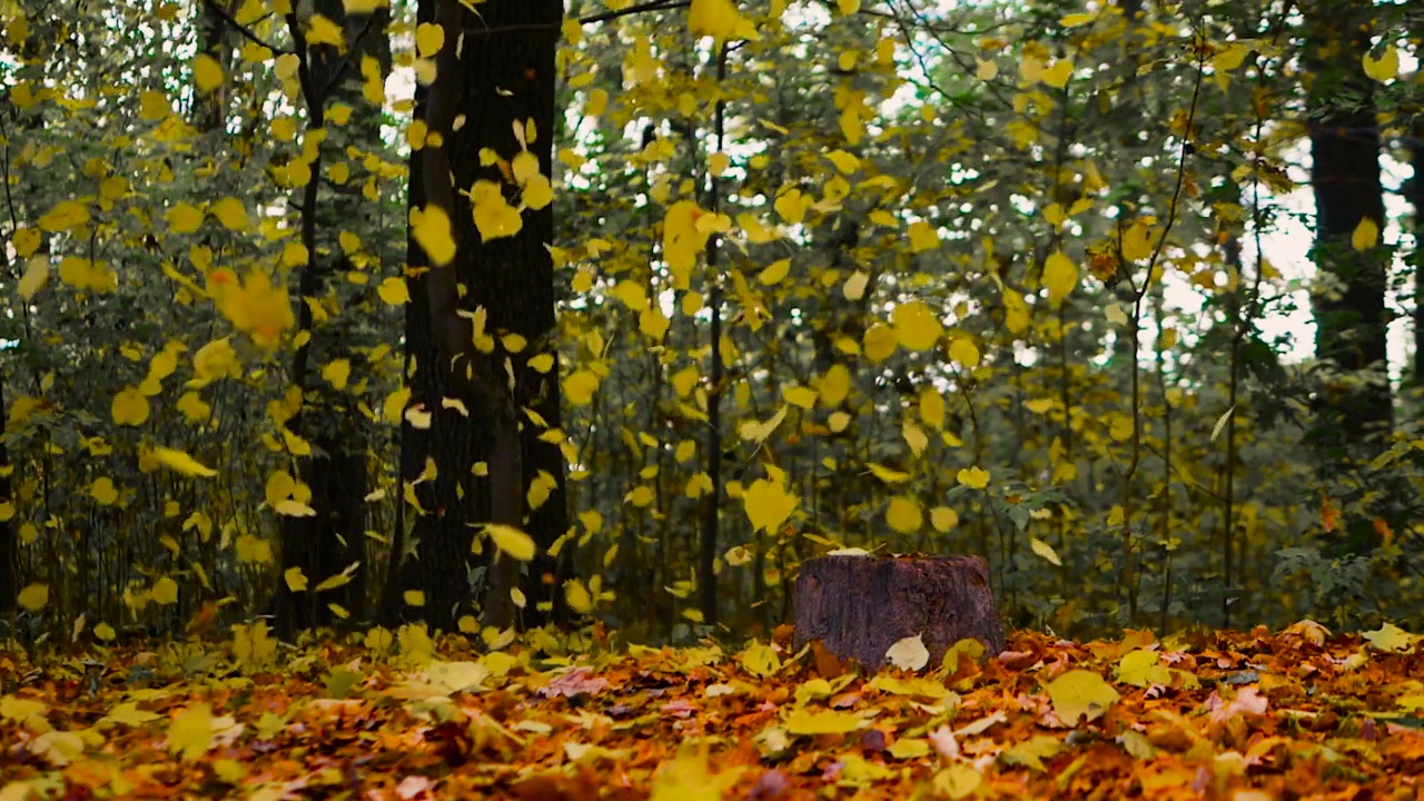 令人难以置信的美丽秋天背景与落叶，森林自然背景，金色的秋天视频下载