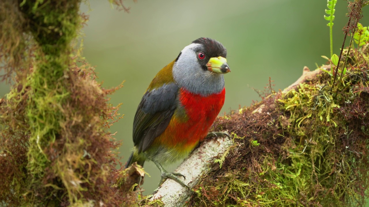 巨嘴鸟-巨嘴鸟科，原产于厄瓜多尔和哥伦比亚，与巨嘴鸟有密切关系，粗壮的黄色喙，黑色的头，灰色的喉和颈，红色的胸部腹部。视频素材