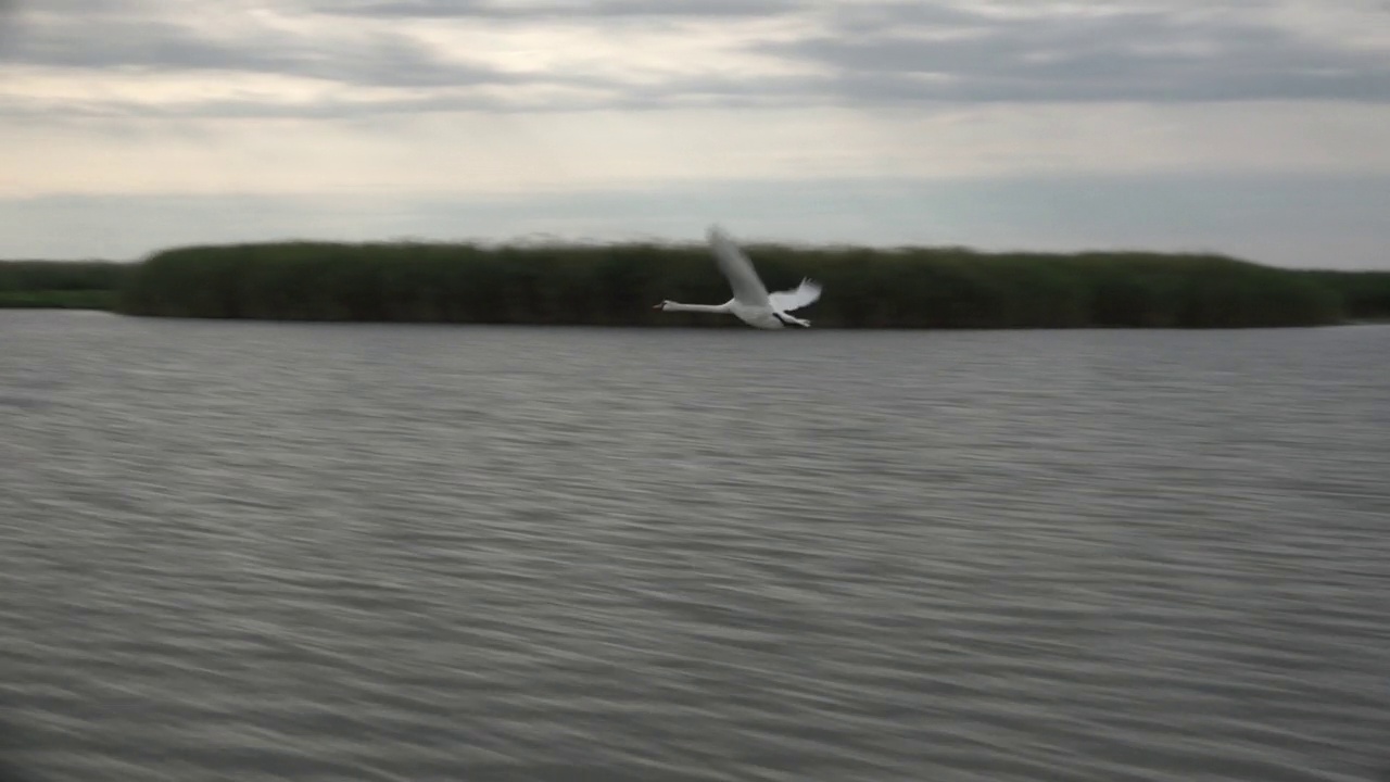 白天鹅在一起作为水上忠贞和爱情的概念。视频素材