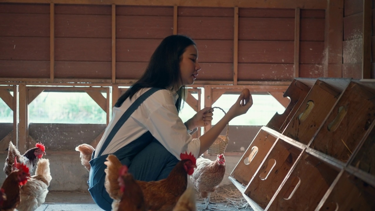 在养鸡场捡鸡蛋的女人视频素材