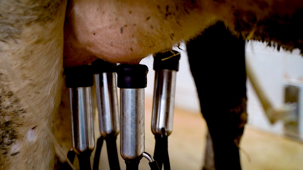 在农场用机器挤牛奶。由电脑控制的自动挤奶机。工业生产牛奶。牛在围栏里视频素材