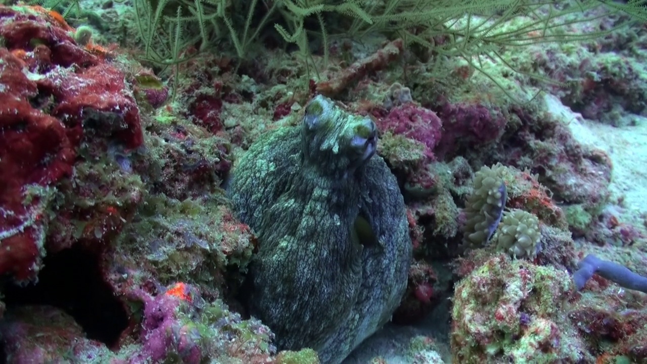 小章鱼坐在热带珊瑚礁上的水下视频视频下载