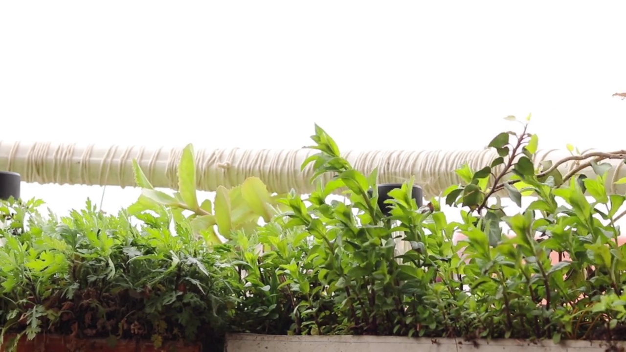 强风在吹，阳台上的花盆里绿色的小植物在摇曳视频素材