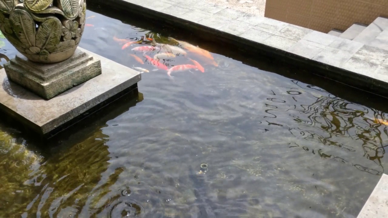 池塘里养着锦鲤，它们和群一起游来游去视频下载