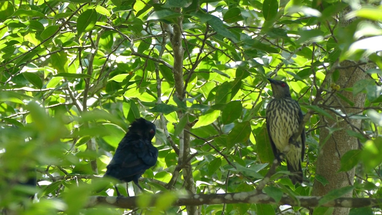 亚洲有光泽的椋鸟，栖息在热带雨林的树枝上视频素材
