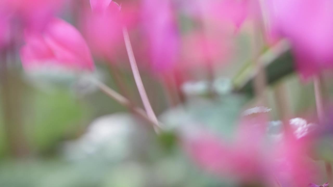 粉红色花朵的特写视频下载