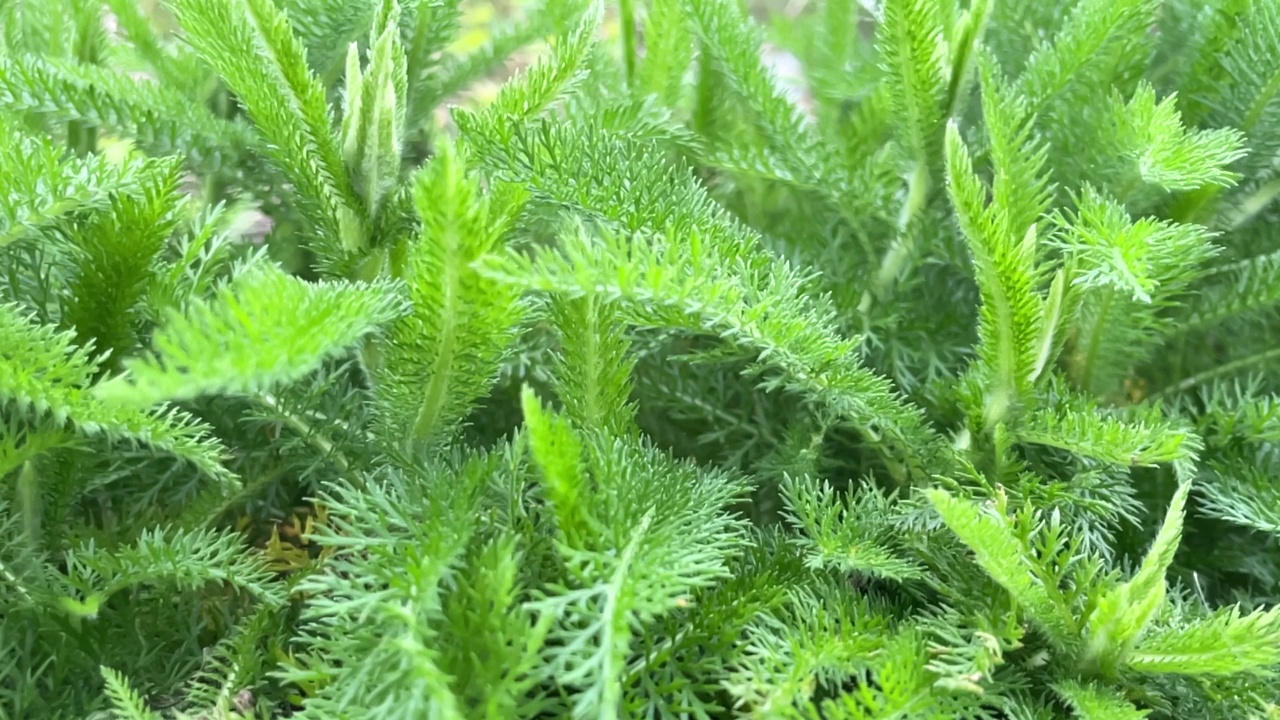 绿色的小蕨类植物视频下载