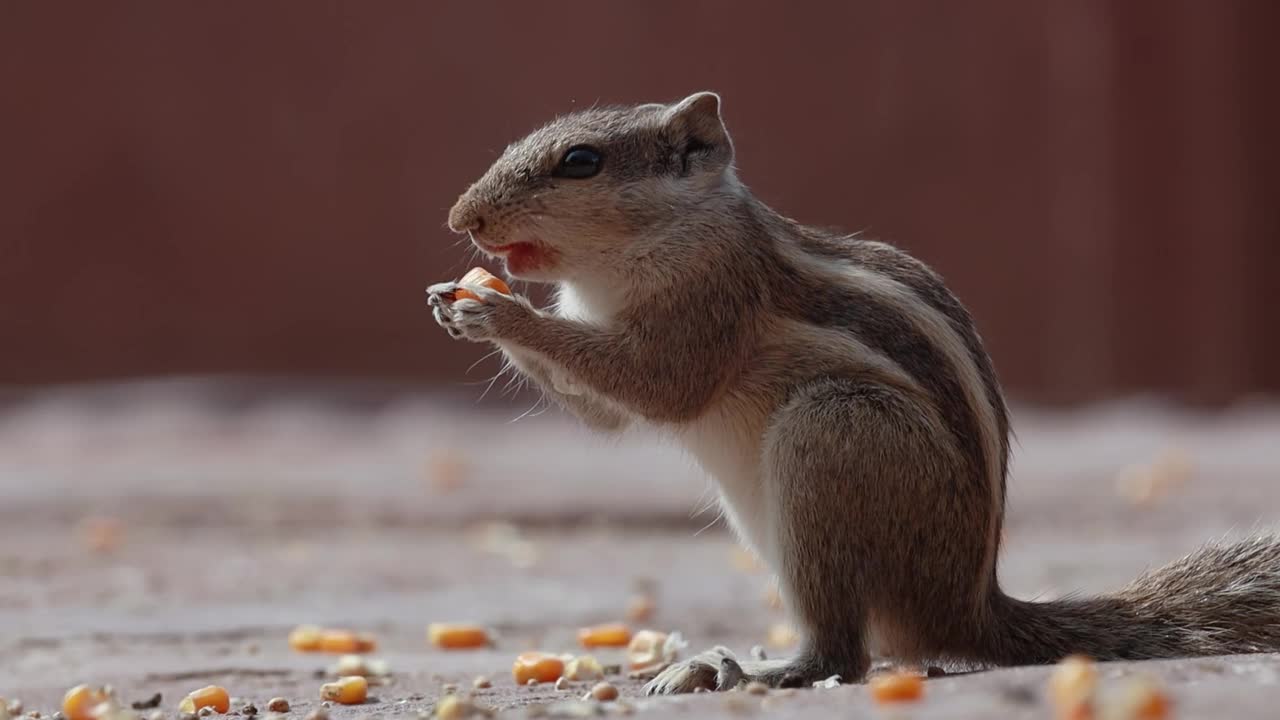 印度棕榈松鼠或三条纹棕榈松鼠(Funambulus palmarum)是一种啮齿动物科的Sciuridae自然发现在印度(Vindhyas南部)和斯里兰卡。视频素材