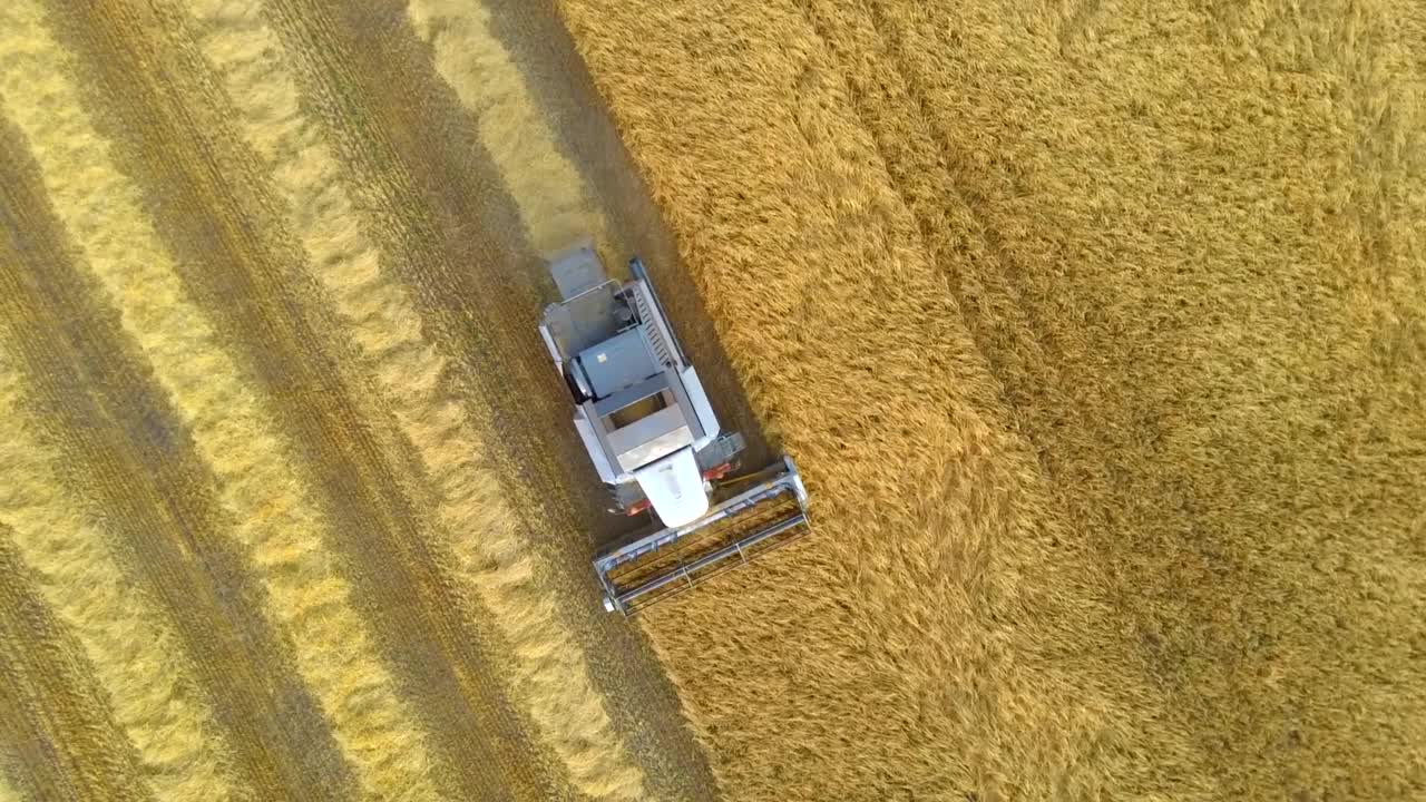 联合收割机收割小麦。收割地里的季节性工作视频素材