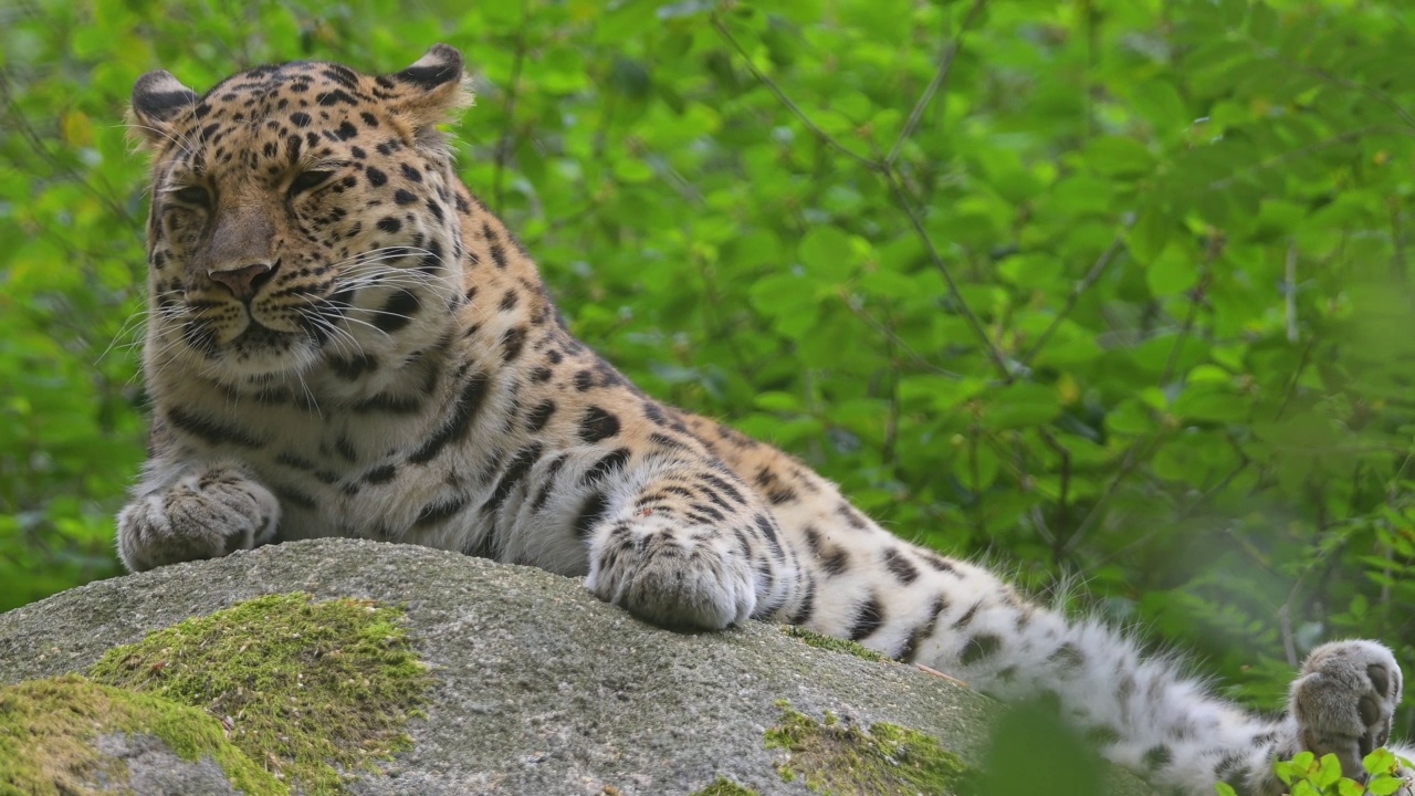 远东豹(Panthera pardus orientalis)视频素材