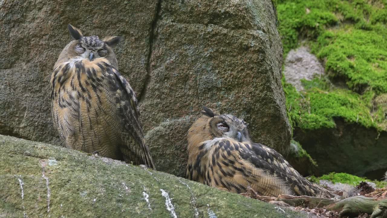 鹰鸮(Bubo Bubo)，巢中的幼鸟视频素材