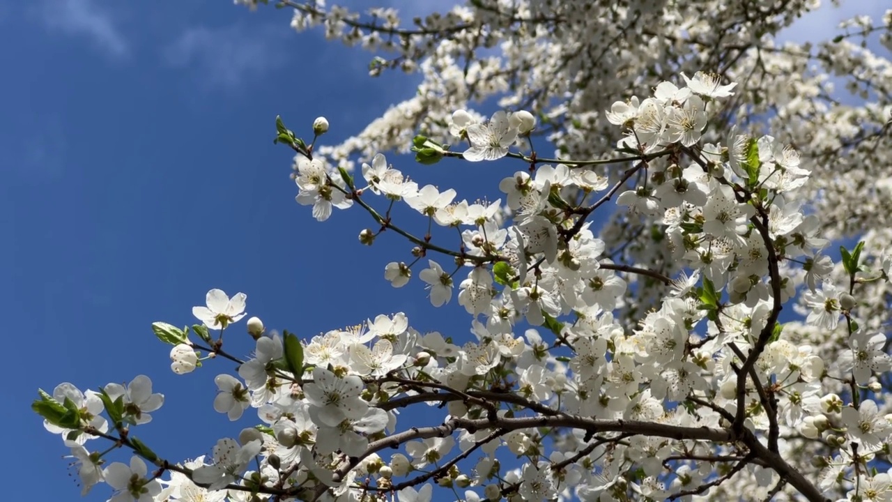 春天的花园里，蓝天映衬着朵朵白花。视频素材