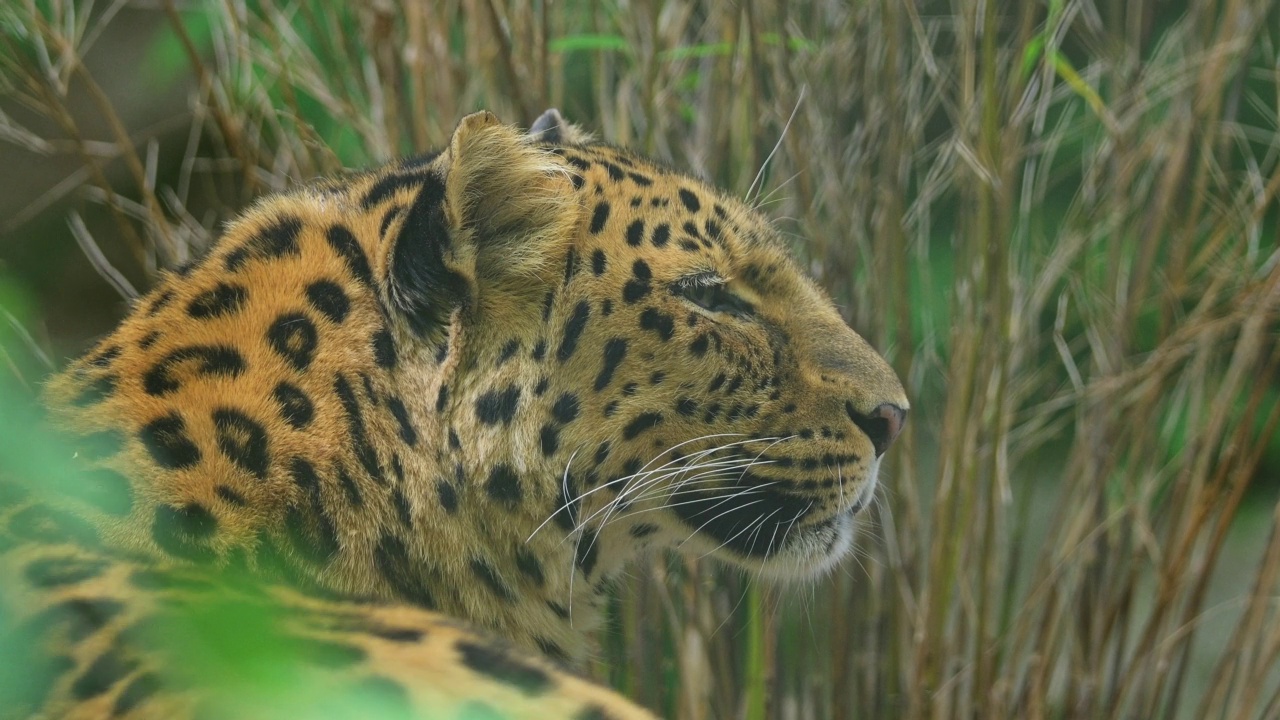 远东豹(Panthera pardus orientalis)视频素材