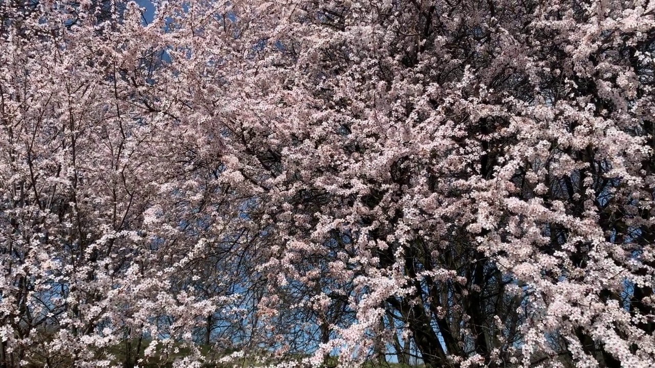 春天粉红色的花视频素材