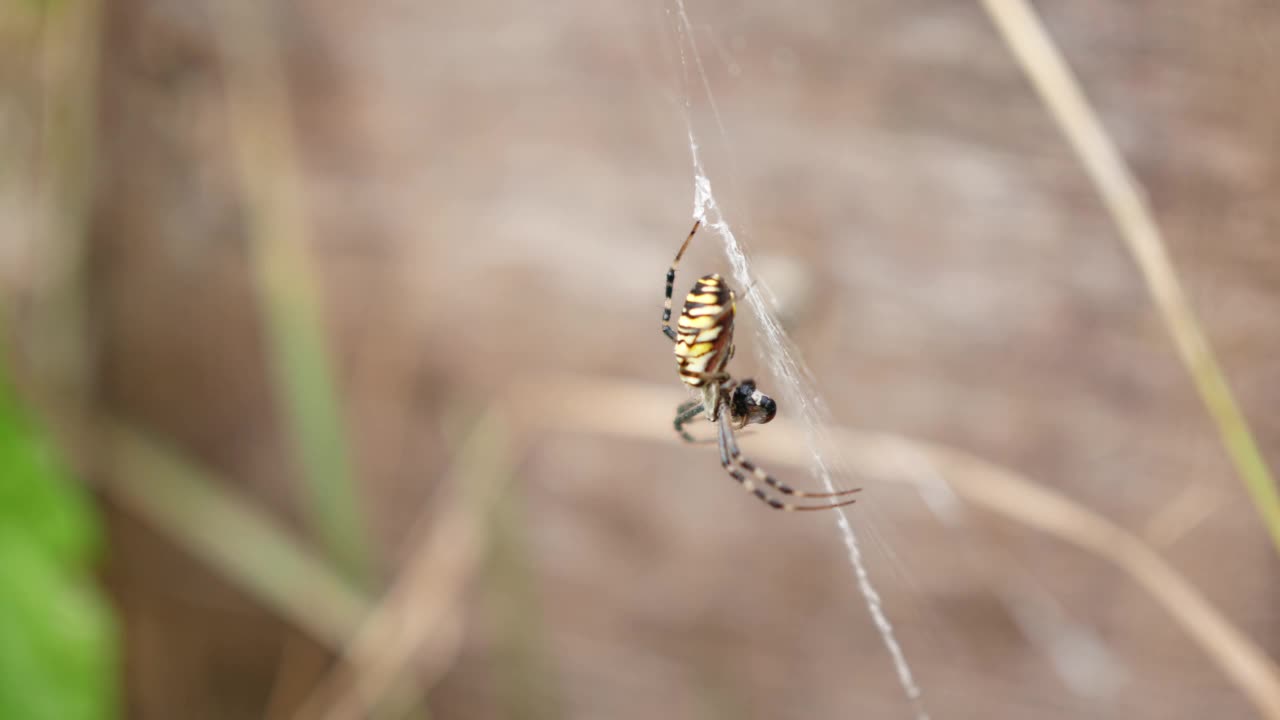 大黄蜂蜘蛛腹部有黄黑色的斑纹视频下载