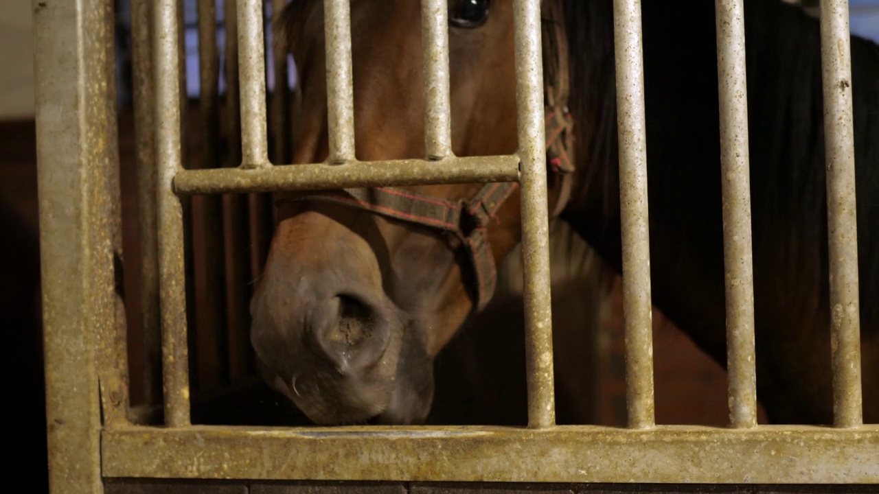 马头种马在马厩，金属栅栏笼子视频下载