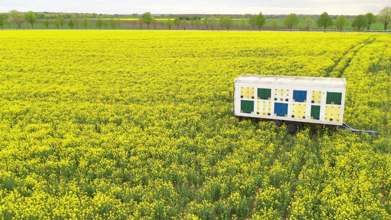 蜂窝拖车在盛开的油菜籽(油菜)田鸟瞰图视频素材