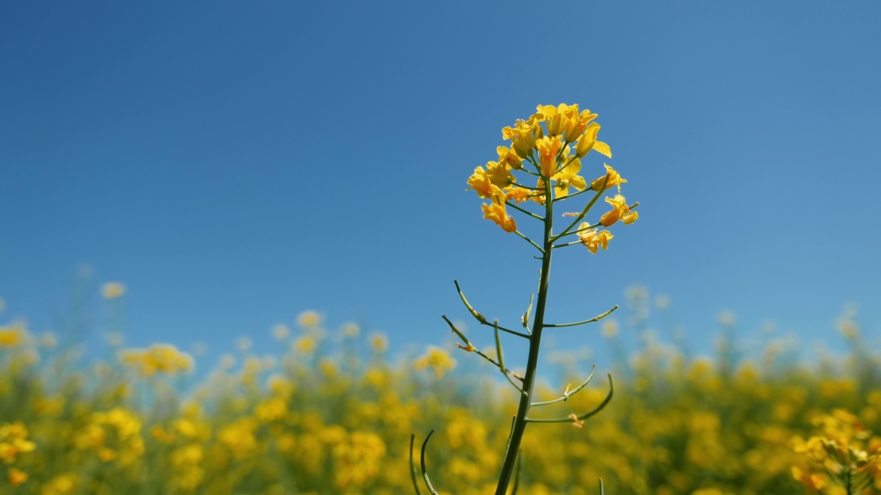 蜜蜂在田间为盛开的黄色油菜(甘蓝型油菜)授粉视频素材
