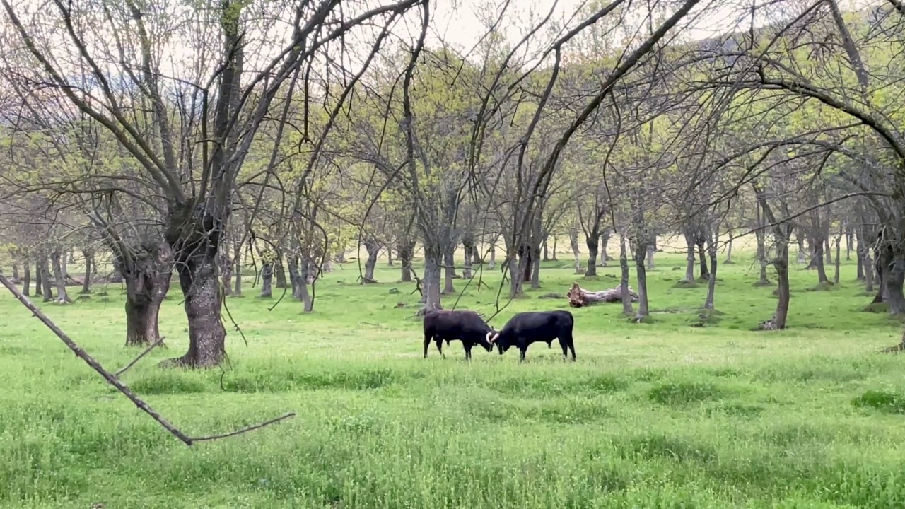 西班牙斗牛在自由自在的生活中，测量着自己的力量视频下载