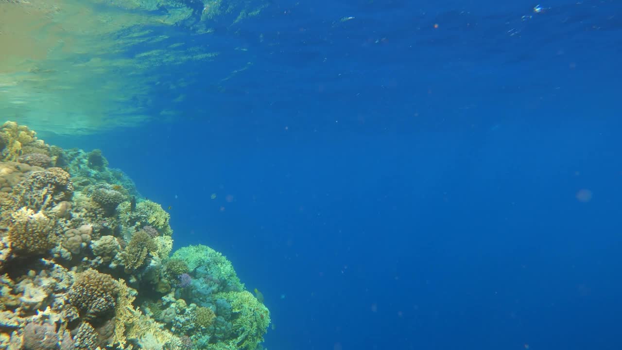 许多鱼在埃及红海的珊瑚中游动视频素材