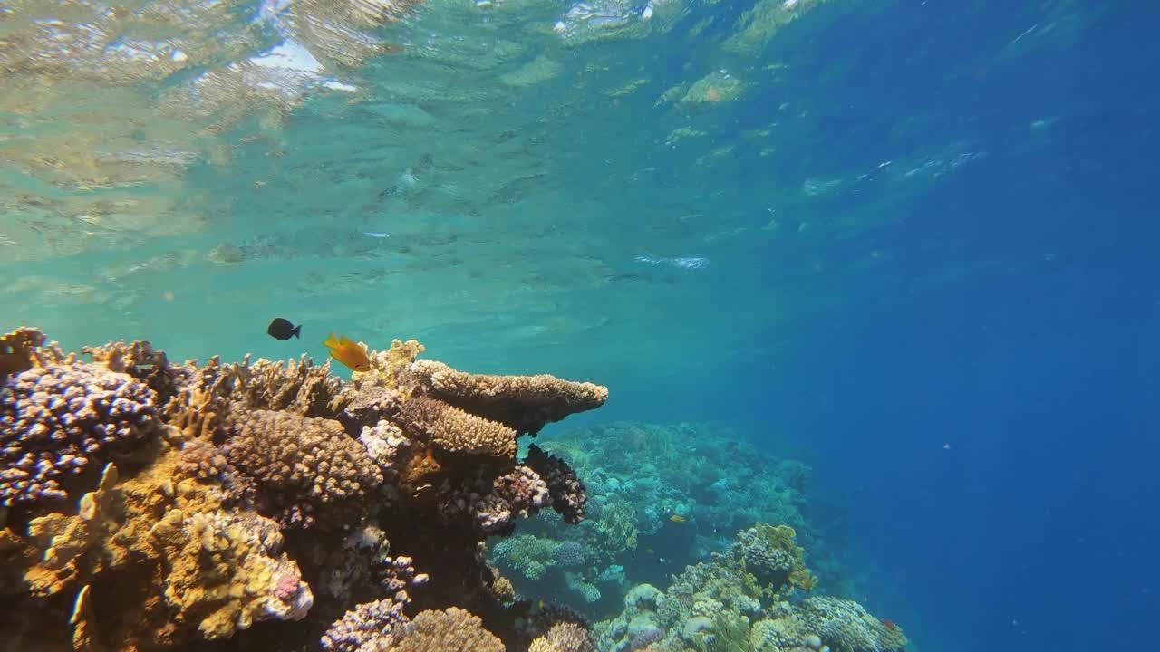 许多鱼在埃及红海的珊瑚中游动视频素材