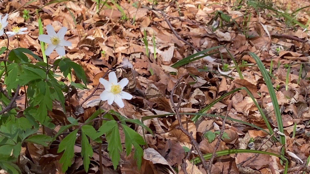 春天第一朵白花在森林里的特写视频素材