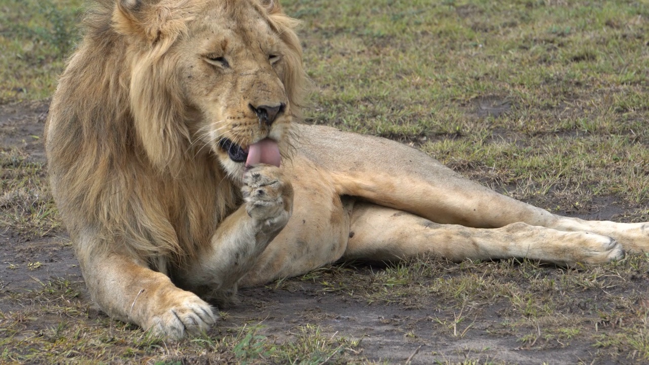 狮子用唾液清洁爪子和脸视频素材
