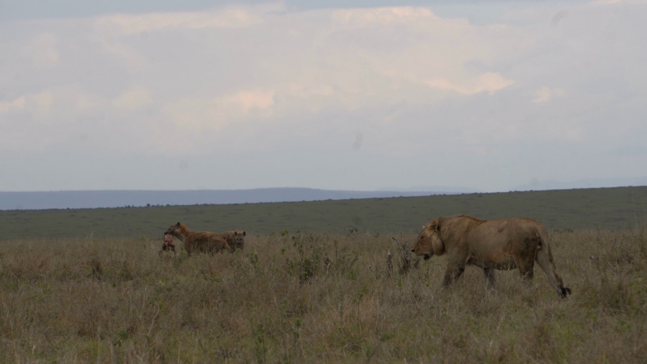 一只狮子在追一只叼着一根大骨头的鬣狗。视频素材