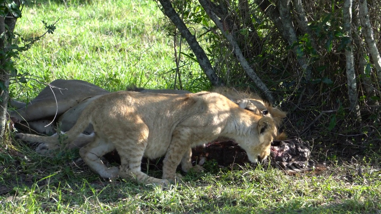 狮子轻拍儿子一巴掌，警告他不要吃肉。视频素材