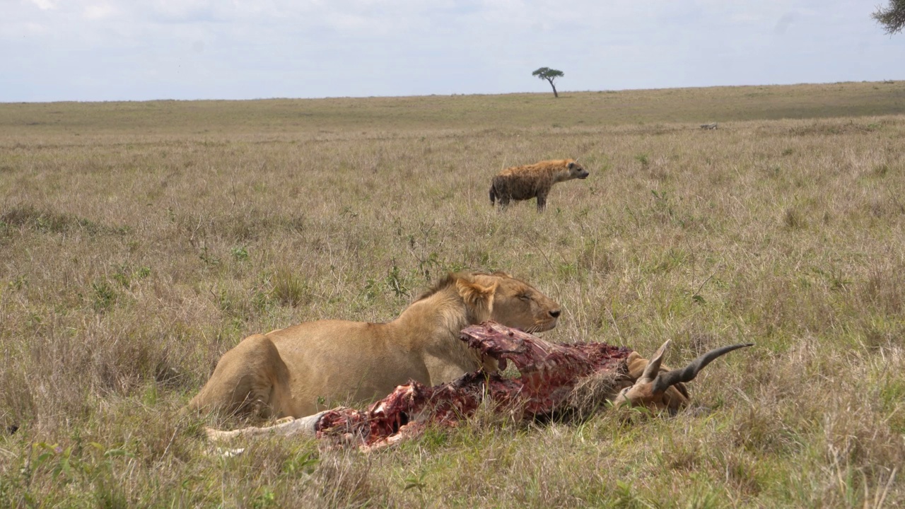狮子守护着猎物不被鬣狗和豺狼咬伤。视频素材