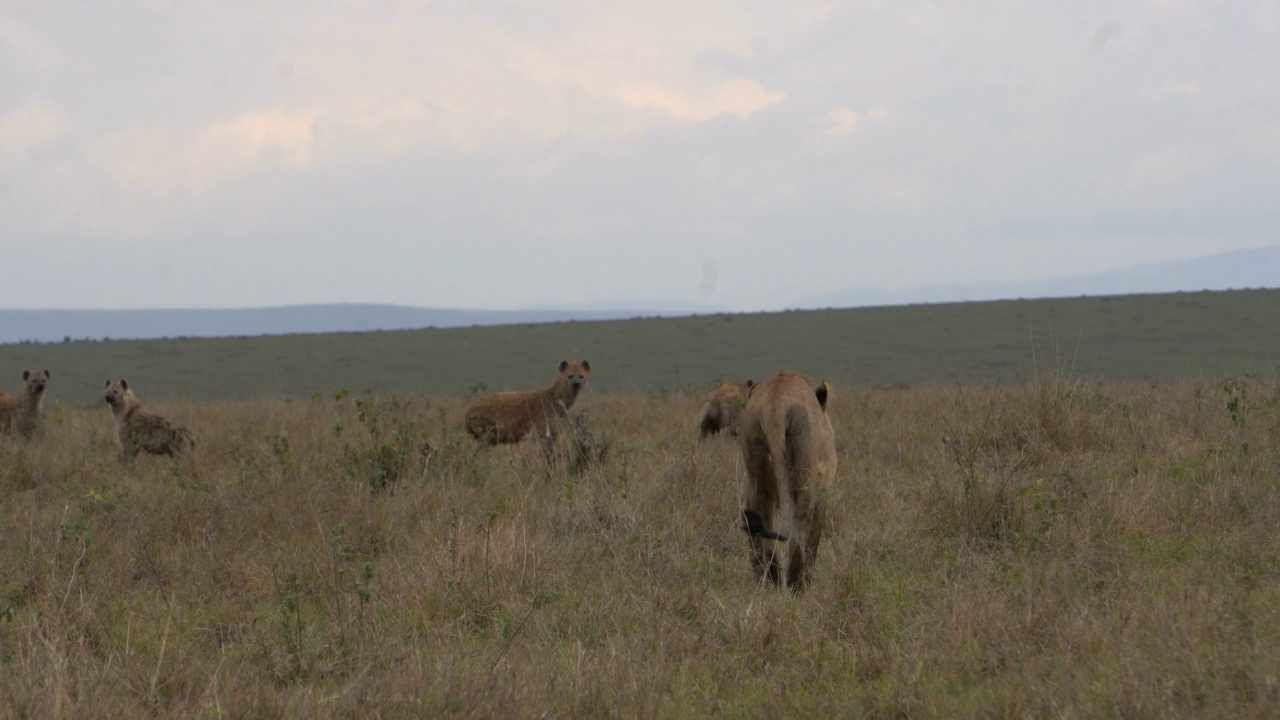 狮子在猎杀时不怕靠近许多鬣狗。视频素材