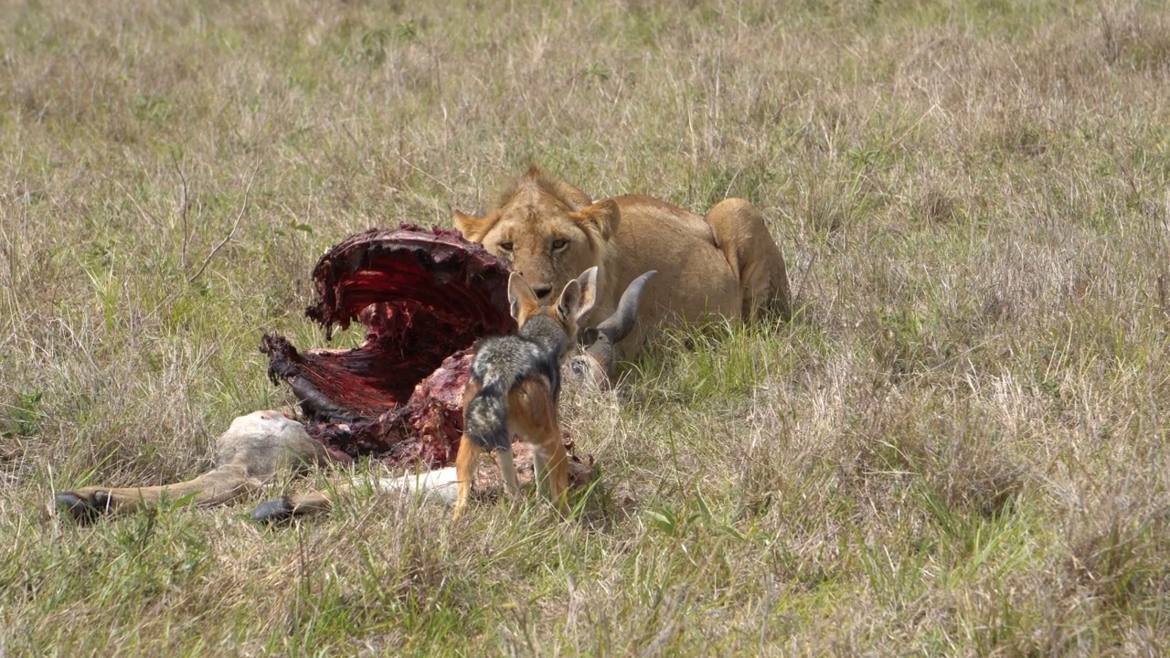 豺狼吃了狮子的食物，狮子有反应视频素材