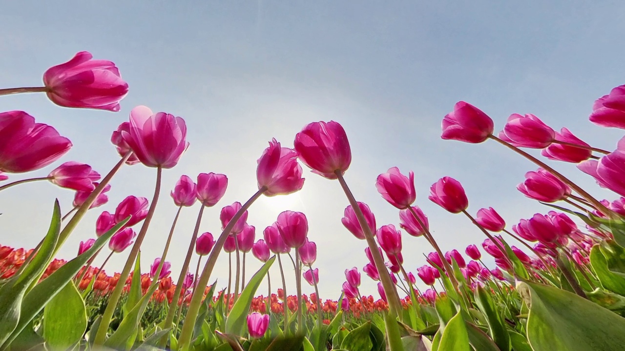 低角度拍摄，蓝色天空下花园里粉红色的郁金香视频素材