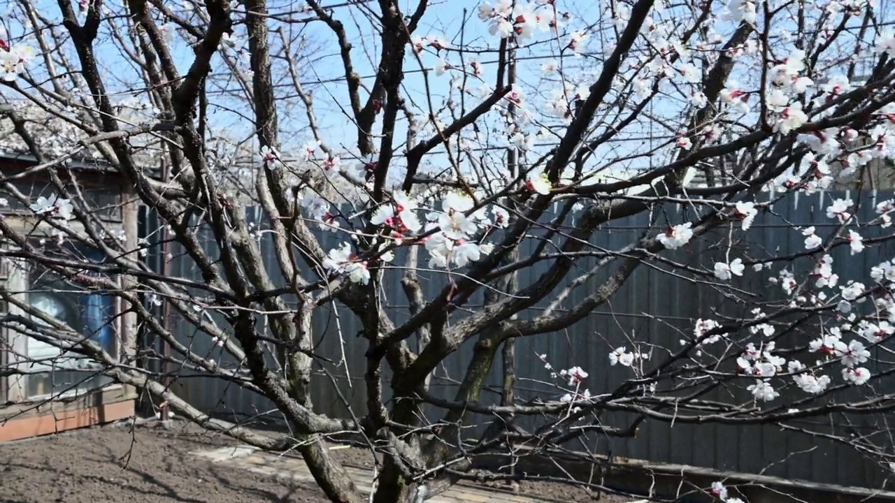 焦点是在一个乡村庄园后院的花园里，一棵白花杏树的枝头。视频素材