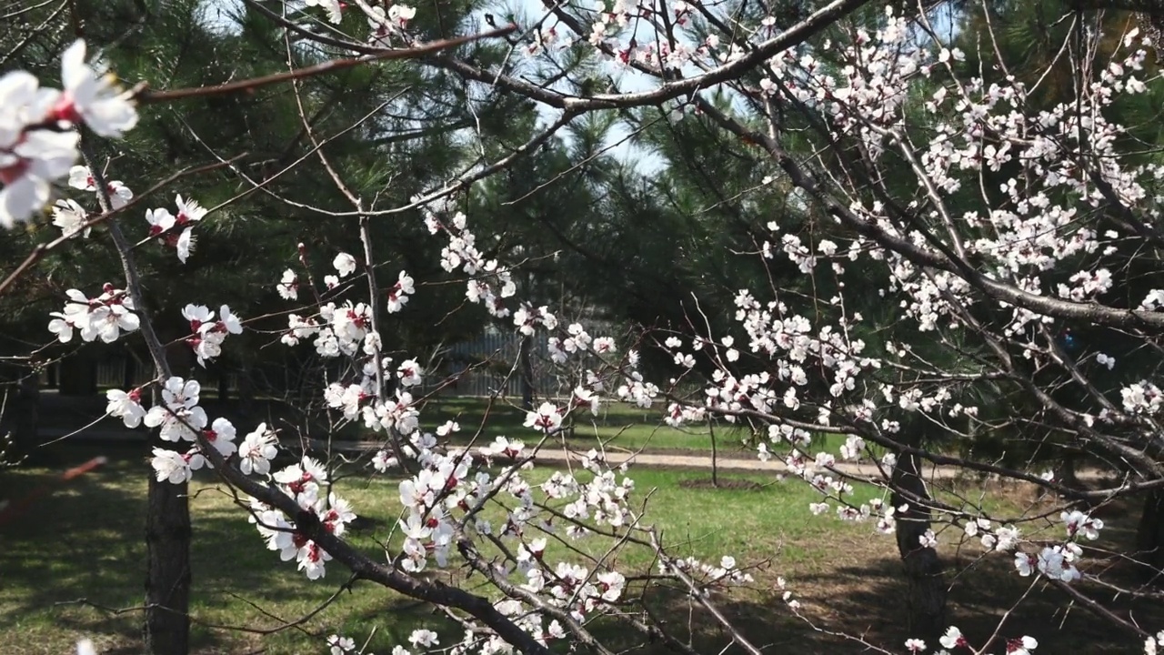 春天阳光明媚，风大的时候，在松树的映衬下，乡间别墅后院盛开的杏树。视频素材