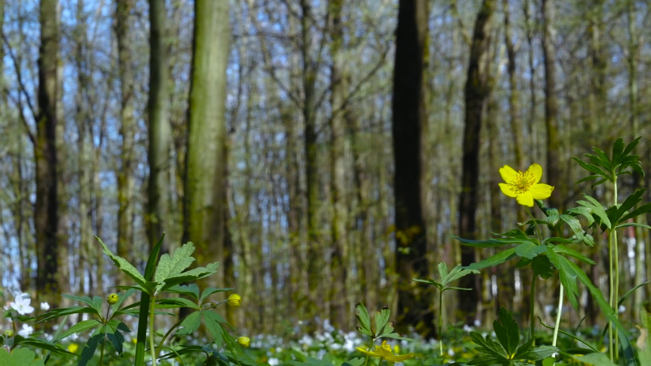 美丽的花在森林里用黄色的花瓣，春天的花朵。森林自然背景。视频素材