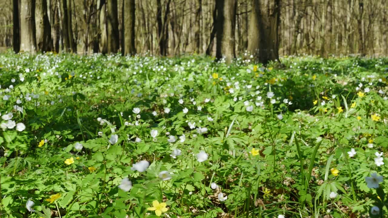 美丽的森林里开满了白色的花瓣。视频素材