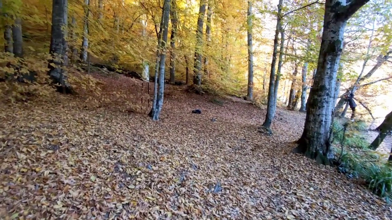 在秋天仰望黄色的树木视频素材