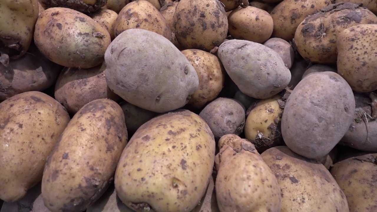 有机新鲜熟土豆堆视频素材