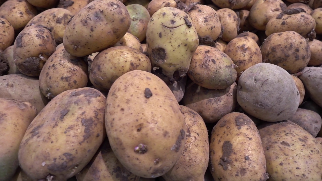 有机新鲜熟土豆堆视频素材
