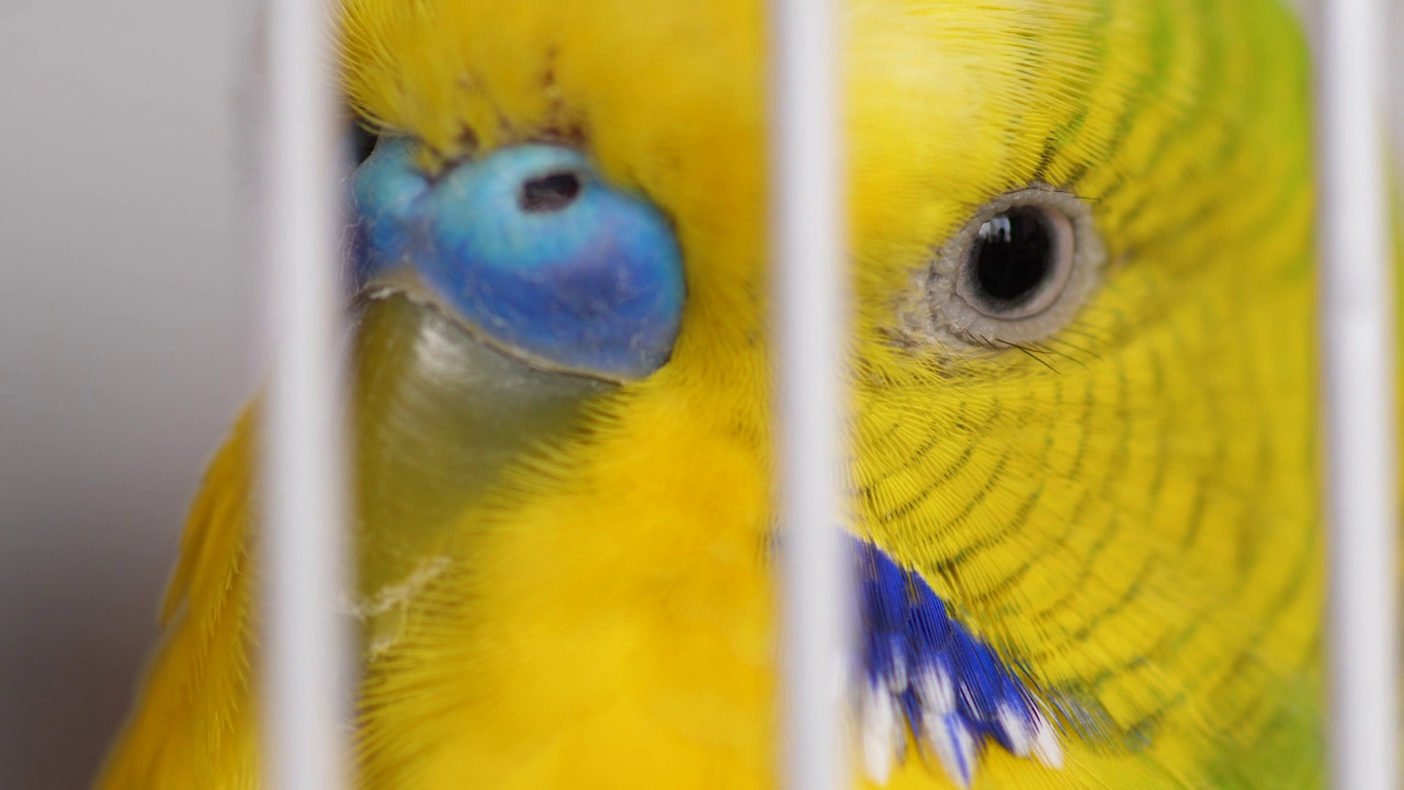 一只好奇的绿虎皮鹦鹉从笼子的栅栏后面看相机的特写。一只成年绿鹦鹉的眼睛头部在一个宏观笼子里。有选择性的重点视频素材