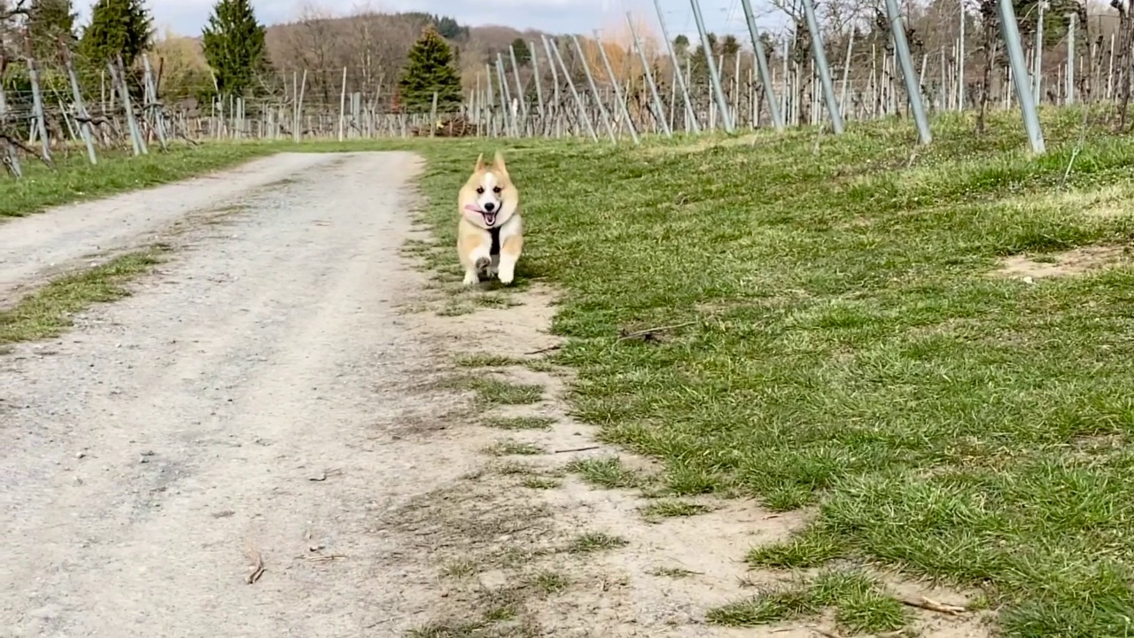 慢动作拍摄的一只柯基快乐地跑向相机在自然视频下载