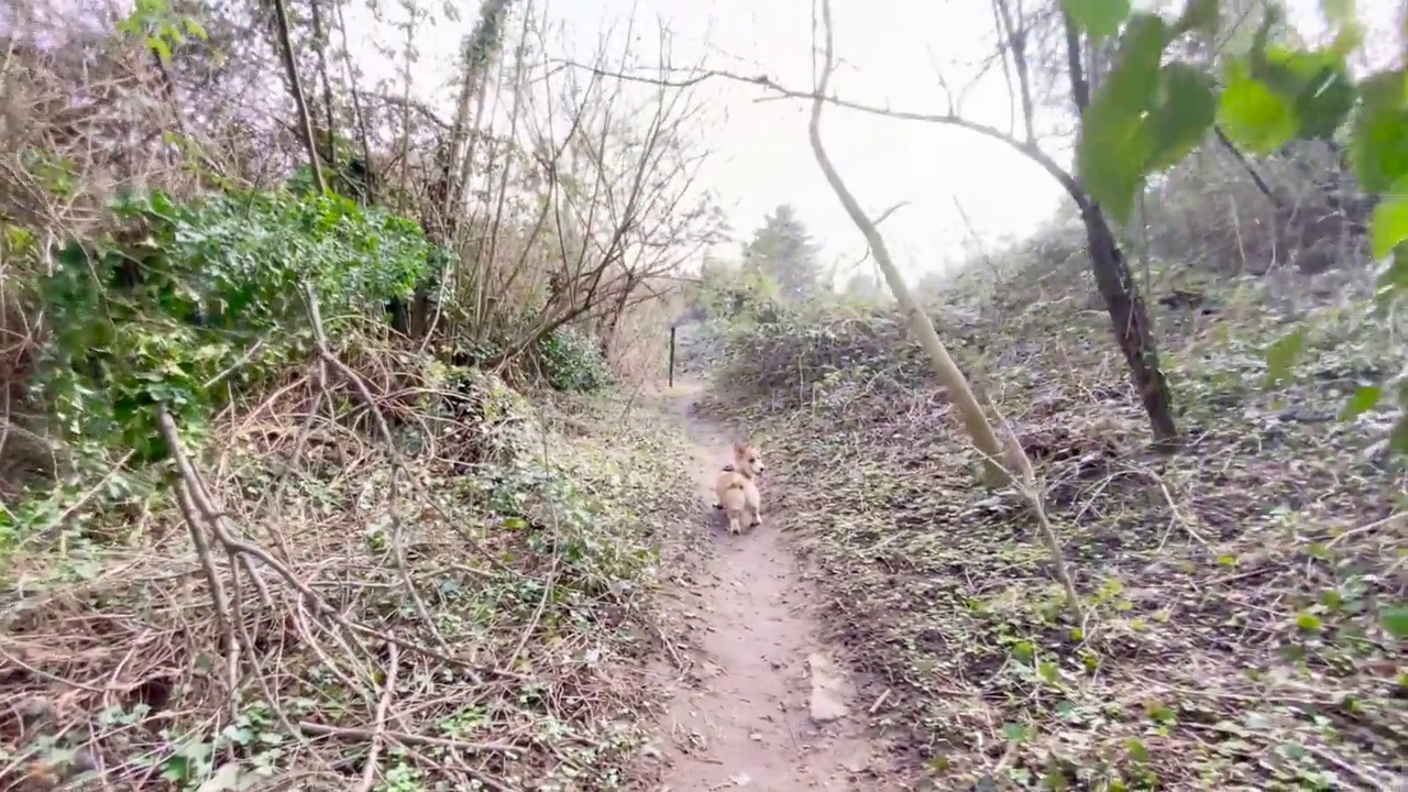 这是一张在森林里追踪一只柯基犬的流畅镜头视频下载
