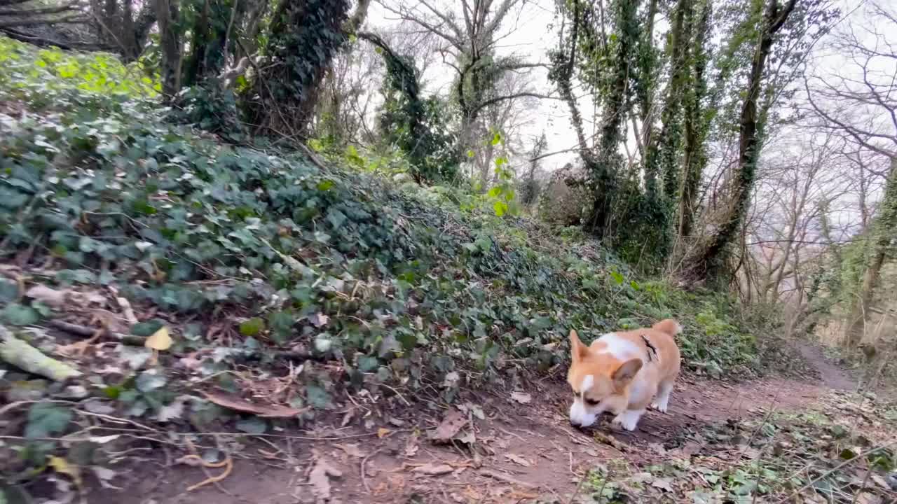 一只沿着森林小路奔跑的柯基犬视频下载
