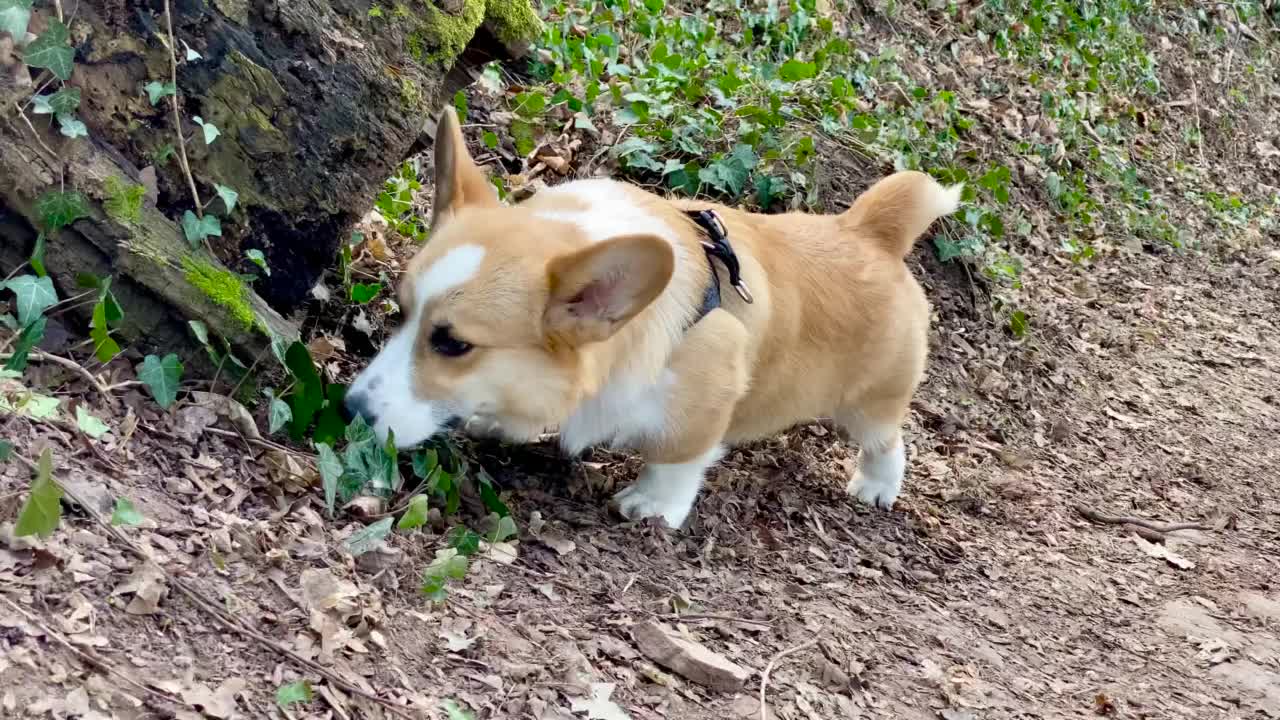 一只探索森林的柯基犬视频下载
