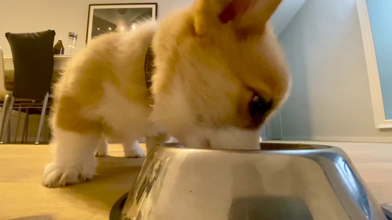 三个月大的柯基狗狗吃东西的特写镜头视频下载
