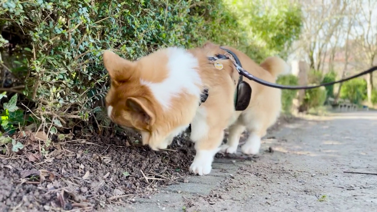 平稳的斯坦尼康跟踪镜头走在公园，嗅到植物和尿在它视频下载