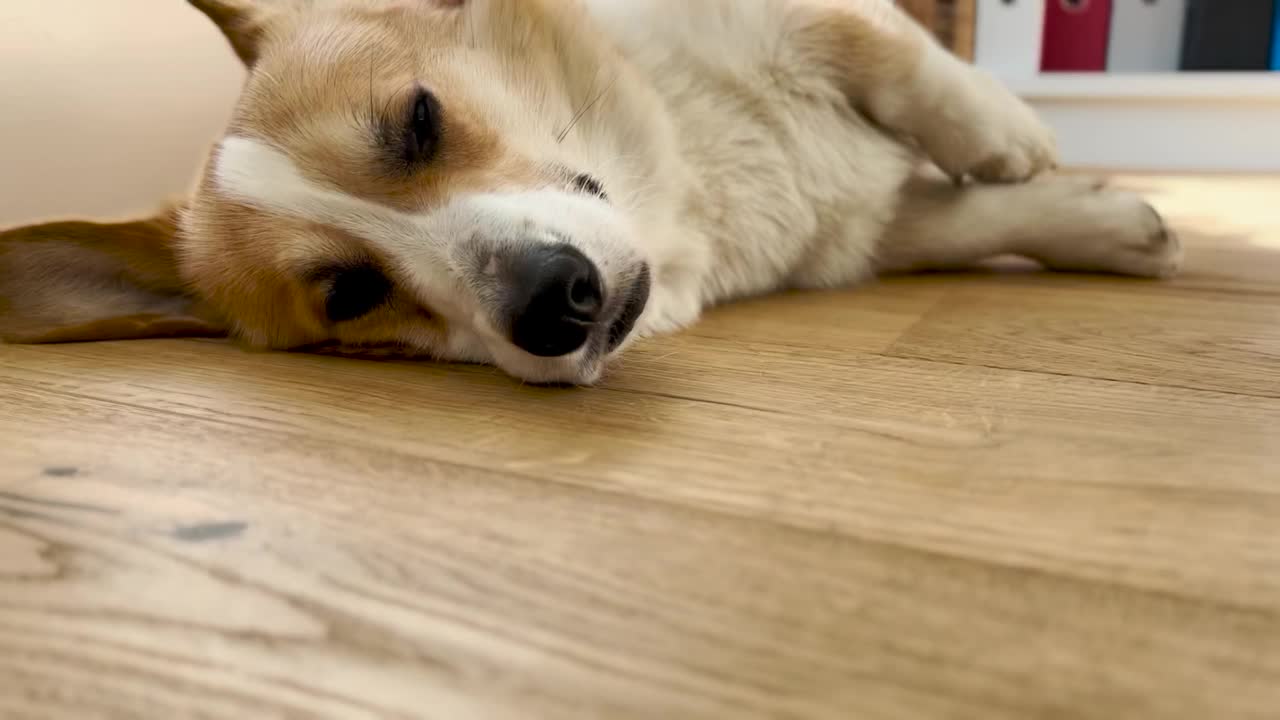 矮脚狗在地板上放松的中等特写视频下载
